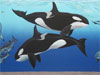 Orcas