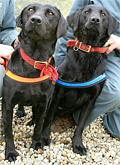 Lucky en Flo dvd-honden