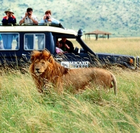 leeuwensafari