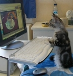 kat +computer