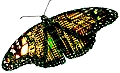 Vlinder