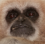 Verdrietige gibbon