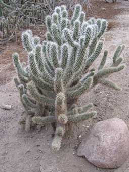 Canon A560 Cactus (255px) Canon A560 Cactus (255px)