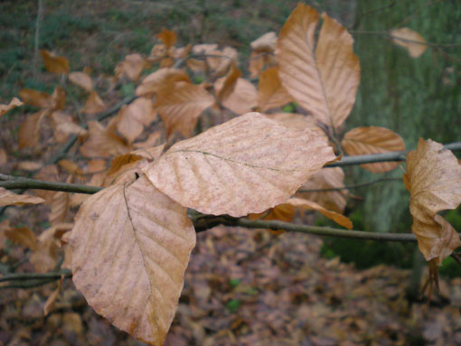 Nikon S200 Blaadjes (thumb) Nikon S200 Blaadjes (thumb)