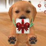 Nintendogs