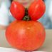 Tomato logo (75 pix)