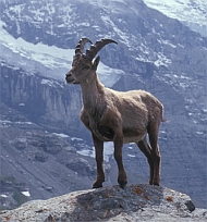 Ibex