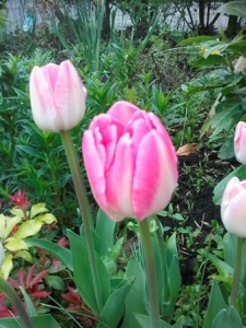 LG KF600 Tulp klein