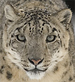 Snow Leopard animal