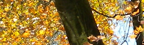 Nikon P6000 scherpte boom jpg Nikon P6000 scherpte boom jpg