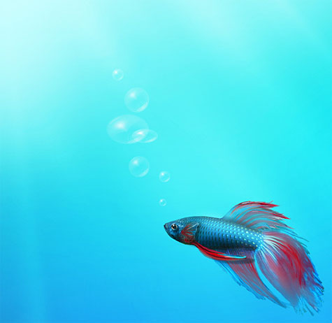 Windows 7 preview - fish Windows 7 preview - fish
