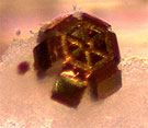 Micro-grijper voor biopsies