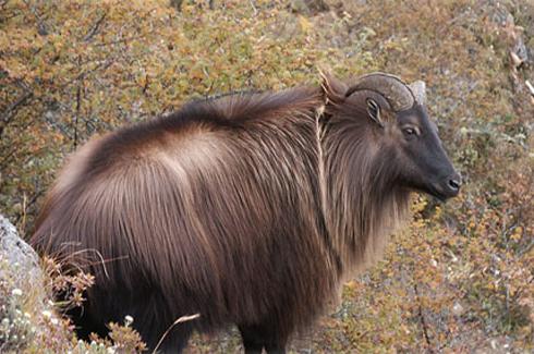 Tahr