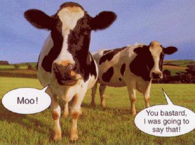 Dutch Power Cow (© Flamez)