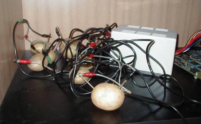De aardappels