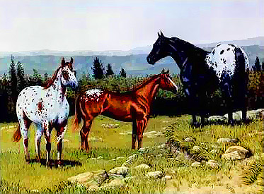 Drie verdwaalde Appaloosa paardo's