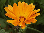 Minolta Dimage7 sample image (93)