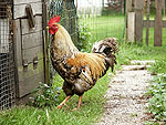 Minolta Dimage7 sample image (49)