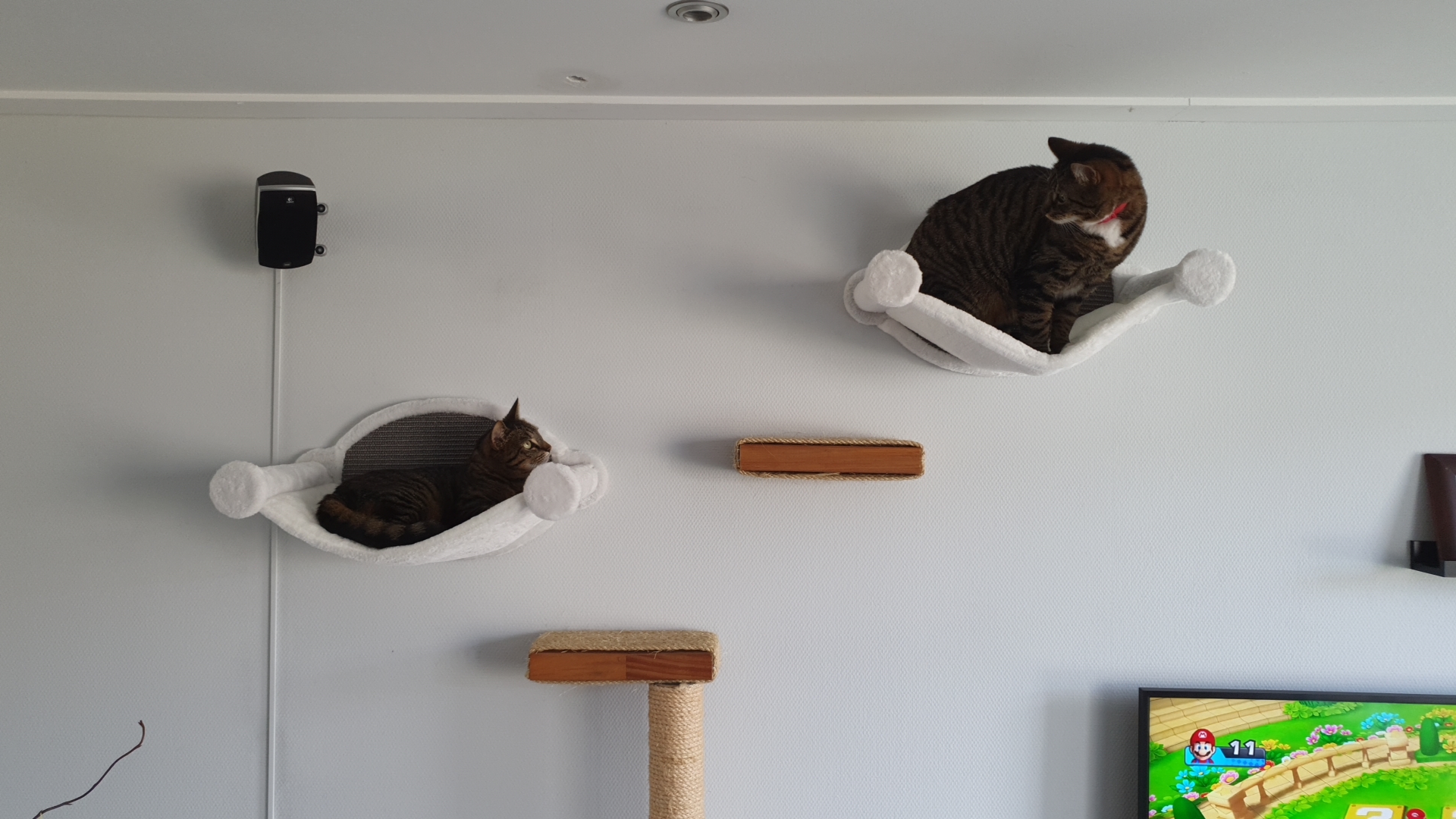 Afbeeldingslocatie: https://tweakers.net/fotoalbum/image/LAUOssXkKVLYZXM64YcvYZnx.jpg