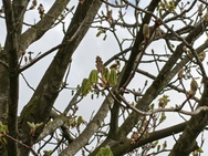 Phone 4a Pro cameratest - Telecamera