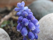 Phone 4a Pro cameratest - Macro V2