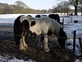 Panasonic Lumix GF1 samples