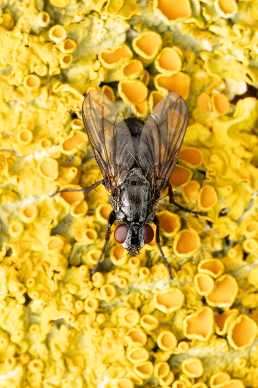 Afbeeldingslocatie: https://tweakers.net/i/03ahvPocLMQi0eZVJPsssmRh2Tg=/x800/filters:strip_icc():strip_exif()/f/image/icobHg8YrNakjTtaQRcZMEvw.jpg?f=fotoalbum_large