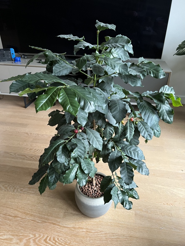 Afbeeldingslocatie: https://tweakers.net/i/04ikSq3qXysl2GznC7xFM2c0nvQ=/x800/filters:strip_icc():strip_exif()/f/image/mmTUNC9w4P3OvhLIOT7swcUk.jpg?f=fotoalbum_small