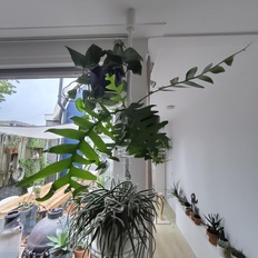 Afbeeldingslocatie: https://tweakers.net/i/0Oi4W7SpObH54KVf8JR4ltR3ElM=/232x232/filters:strip_icc():strip_exif()/f/image/F5FMCtxfkpHL9K9d4KhRP9BF.jpg?f=fotoalbum_tile