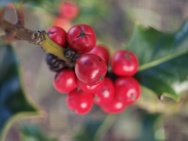 Cameratest Xiaomi 17 Ultra - Macro