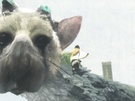 The Last Guardian