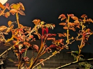 Xiaomi 17 Cameratest - Twee keer zoom