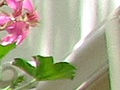 Canon Powershot SX210 iso 400 crop