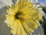 Cameratest Xiaomi 17 - Macro