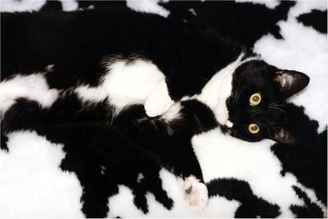 Zoek de kat
