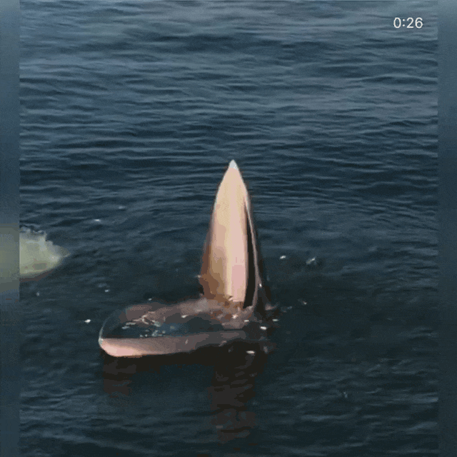 Afbeeldingslocatie: https://tweakers.net/i/1MJ6zNzyuzxh-s2eJi-BP0vYecE=/fit-in/4000x4000/filters:no_upscale():gifsicle():strip_exif()/f/image/Jj591h9JNhNu5e0iH0a4OIAs.gif?f=user_large