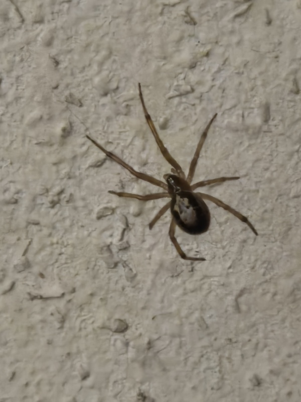 Afbeeldingslocatie: https://tweakers.net/i/1d40DmwwD98-cAbxLM1o8mK6G2g=/x800/filters:strip_icc():strip_exif()/f/image/ZsEl49RbTTm15RfrYb1jR4y3.jpg?f=fotoalbum_large