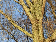 OnePlus 15 cameratest - Verder zoomen