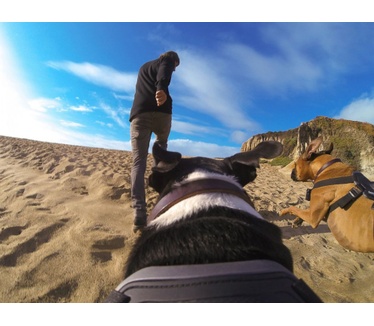 GoPro Fetch Dog Harness