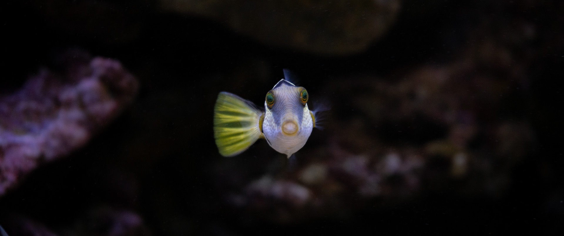 Het aquarium topic - Deel 9 - Algemene zaken - GoT