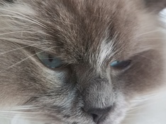 Kat 2