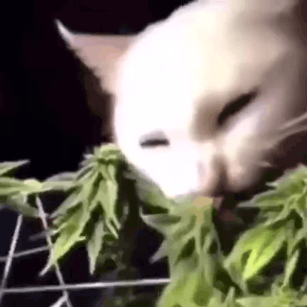 Afbeeldingslocatie: https://tweakers.net/i/2MyX9M3Mv5hVD4RBTqnp3N5tDU4=/fit-in/4000x4000/filters:no_upscale():gifsicle():strip_exif()/f/image/ILMrnQkz503b7qMSHB5X3XCz.gif?f=user_large