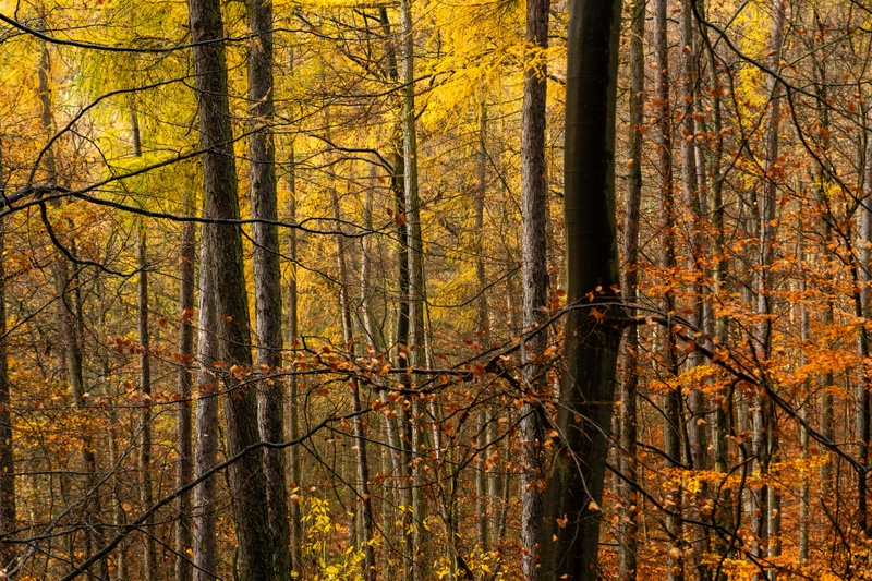 Afbeeldingslocatie: https://tweakers.net/i/2WzmNpBDJhFOKBPQ_ca_UOSl_KQ=/800x/filters:strip_icc():strip_exif()/f/image/UAepNGn3JHSzp0c2QnURk5gq.jpg?f=fotoalbum_large