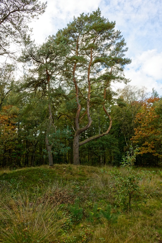 Afbeeldingslocatie: https://tweakers.net/i/2dV8oUM-n3K3Dng0Ox1d0EWMU8g=/x800/filters:strip_icc():strip_exif()/f/image/g4wlbMrgKE53wBENCQaH7rSV.jpg?f=fotoalbum_large