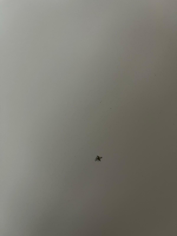 Afbeeldingslocatie: https://tweakers.net/i/2fv3vJm-vo5k9ZAGn9o3EQQ7znM=/x800/filters:strip_icc():strip_exif()/f/image/3KAGMSkqF9x8vRlaKBStQti4.jpg?f=fotoalbum_large