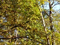 Nikon P6000 sample