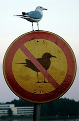 Vogelverbod