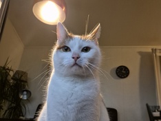 Kat, iets rechter en aangevuld door AI