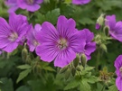 Cameravergelijking - 2x Zoom