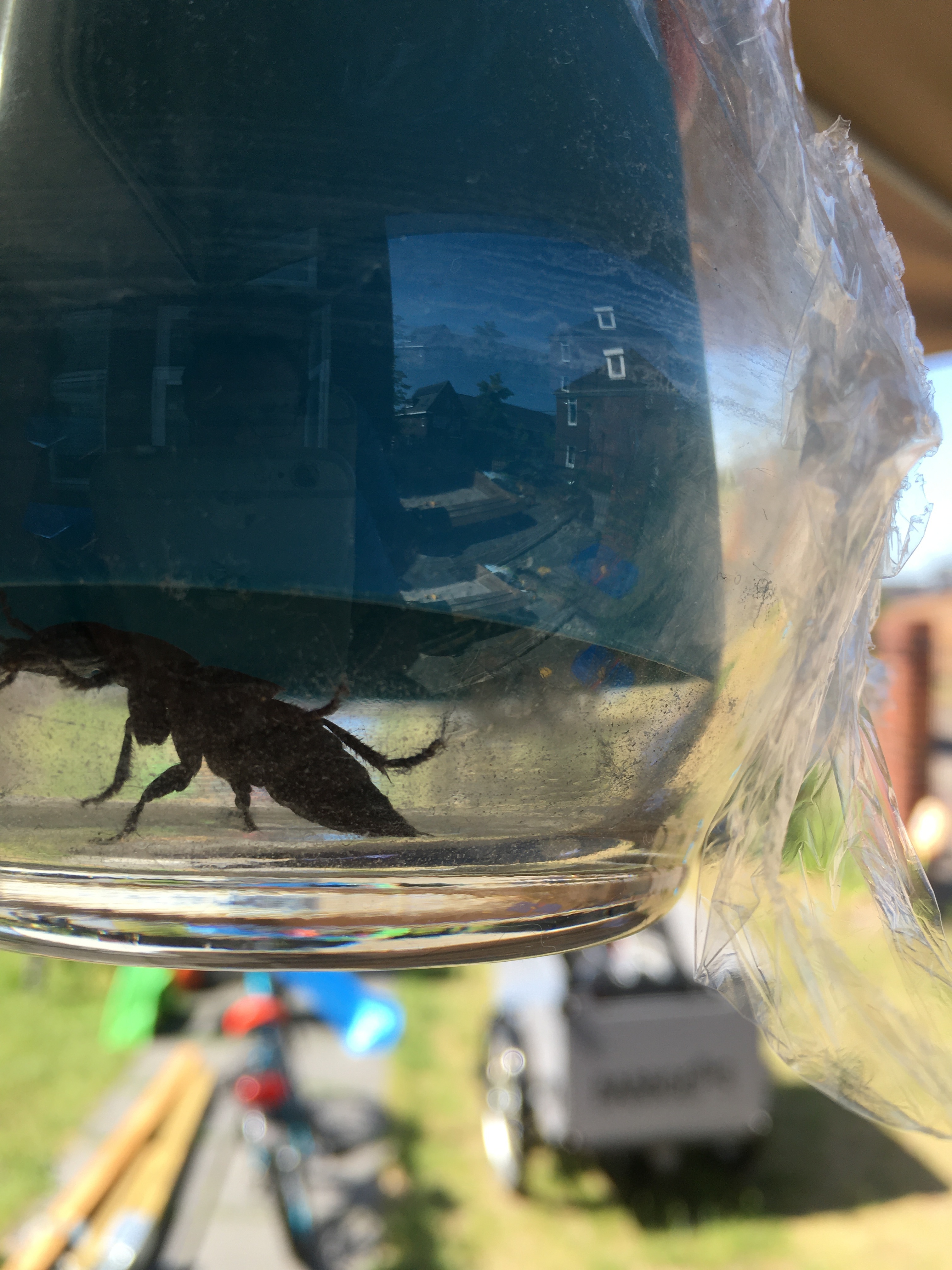 Welk Insect Is Dit Algemene Zaken Got